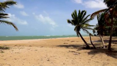 A mesmerizing view of the palms on Puerto Rico beach with sea in the background under cloudy sky, Loiza