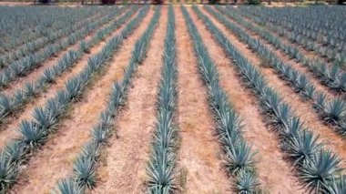 Tekila hava manzarası yapmak için tarlada mavi agave tarlası