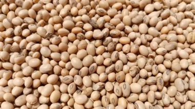 Bir yığın taze sarı soya tohumunun yakın çekim görüntüleri.