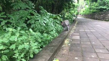 A closeup of a monkey on a sidewalk in a park