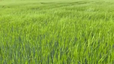 A view of a beautiful wheat field on a windy day