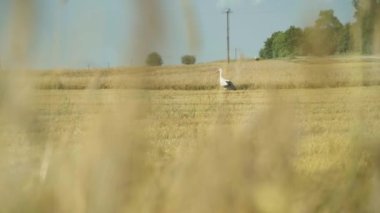 A stork walking in the field in HD