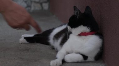 A closeup of a person playing and petting a black and white cat lying on the ground