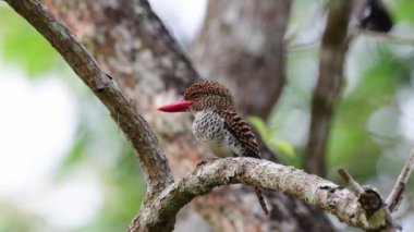 Banded kingfisher bird feeding chicks at the nest