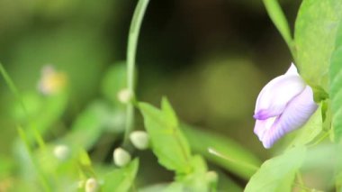 Çimen kır çiçeklerinin arka plan bulanık video görüntüleri