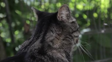 A view of an adorable cat with on eye bling turning around and looking into the camera