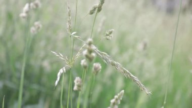 Rüzgarla savrulup giden phragmitlerin yakın çekimi.