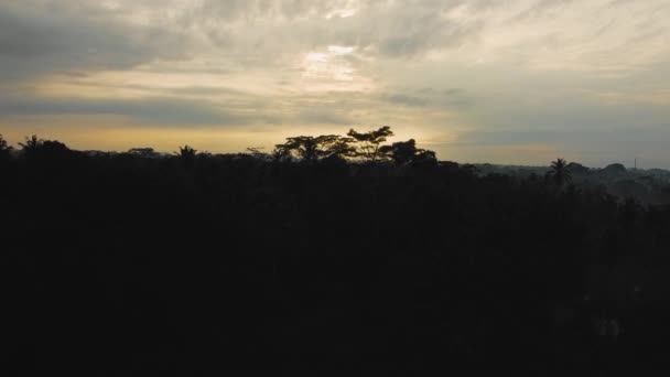 Beautiful Bird Eye View Mysterious Dark Forest Bright Sky — Video