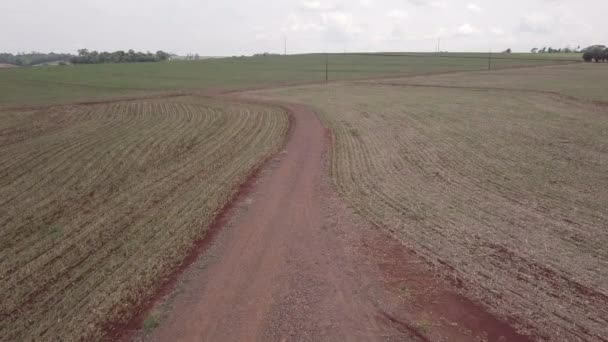 Beautiful Droneaerial View Agriculture Field Soybeans Straw Harvest Concept Food — Video