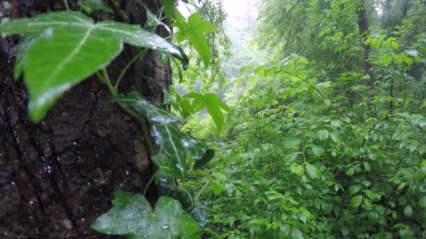 Lush Green Nature Forest Covered Raindrops — Vídeo de stock