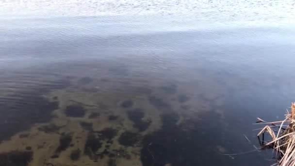 冬のドニプロ川穏やかなきれいな水 — ストック動画