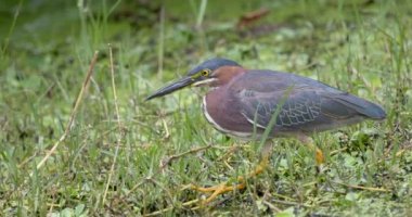 A closeup shot of a green heron on a field in Florida wetlands, USA
