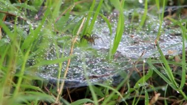 Video Footage of green grass with spiders and nests covering the grass area