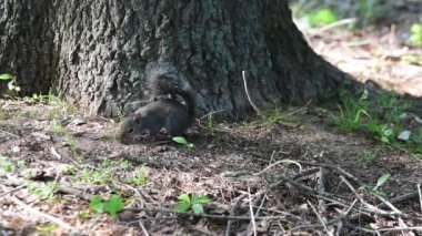 An American gray squirrel finding a nut in HD