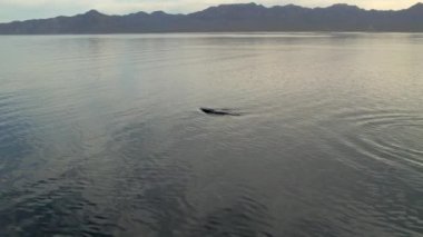 Yüzen yüzgeçli balinayla Cortez Denizi 'nin etrafında havadan yavaş bir hareket