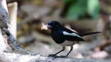 Oriental magpie robin bird feeding chicks