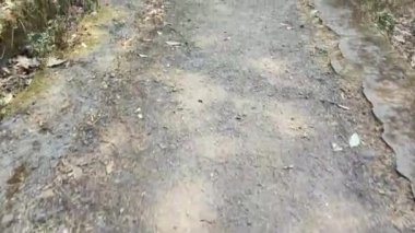 Uttarakhand, Bhimtal, Hindistan 'da bir dağ boyunca bir yürüyüş yolu.