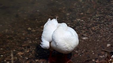 footage of white goose  preening itself