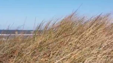 Close-up view at marram grass (ammophilia arenaria) in the dunes of the North Sea near to Egmond aan Zee, Netherlands - 4K, pan shot