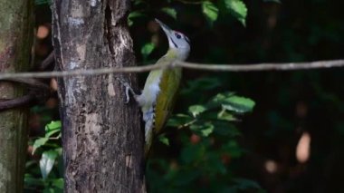 # Yeşil kuş # # Ağaçkakan kuşu # # Yerde ve ölü ağaçta besleniyor #