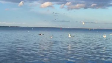 Flock of seagull birds fl over the sea