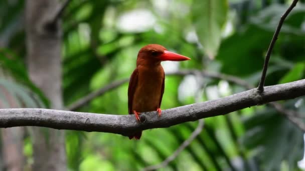 Ruddy Kingfisher Bird Perching Tree — Vídeo de stock