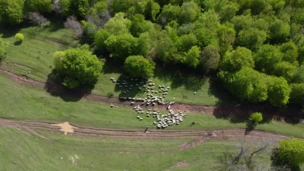 Aerial View Green Landscape Dense Trees Herd Sheep Lori Armenia — 비디오