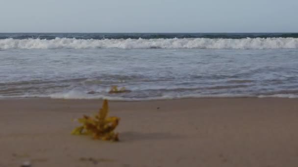 青い空を背景に海の波が海岸に衝突する息をのむような景色 — ストック動画