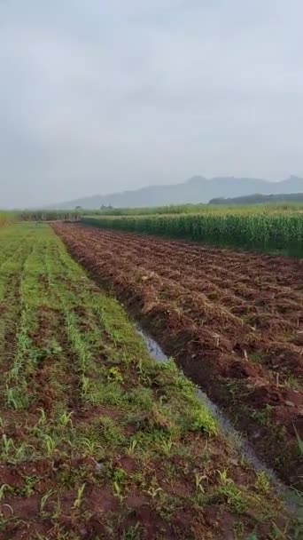 Vertical Shot Natural Beautiful Rice Field Cloudy Sky — Stock video