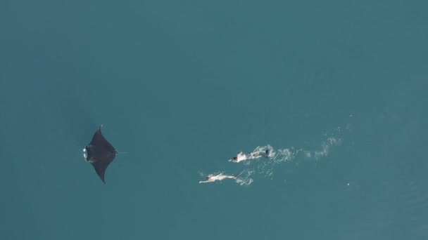 Açık Okyanusta Yüzen Bir Manta Vatozunun Havadan Görüntüsü Insanlar Onu — Stok video