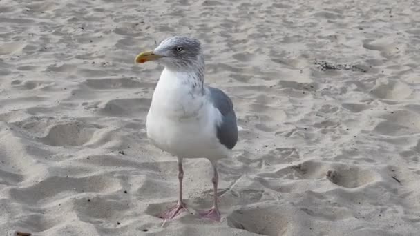 Beautiful Seagull Walking Sandy Beach — Stockvideo