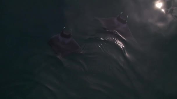 Aerial Slow Movement Cortez Sea Swimming Manta Rays — Stock Video