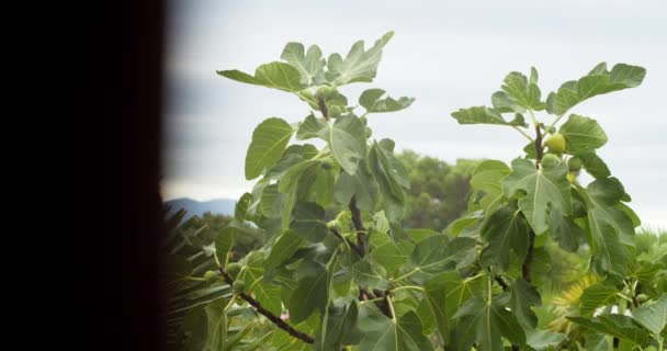 Scenic View Green Fig Trees Plants Gloomy Day Seen Window — Stock video