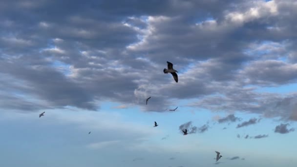 Σμήνη Υδρόβιων Πτηνών Πετούν Πάνω Από Θάλασσα — Αρχείο Βίντεο