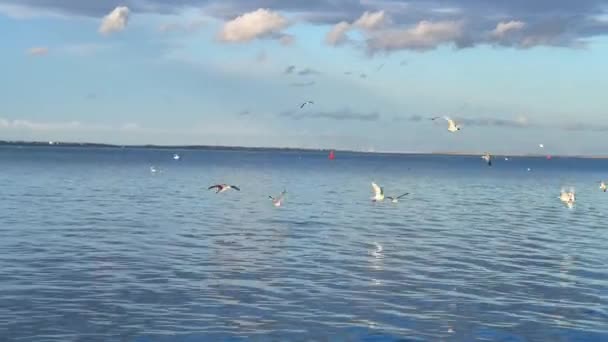 Flock Seagull Birds Sea — Stockvideo