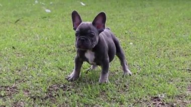 Bahçede bir Fransız Bulldog köpeğinin yakın çekimi.