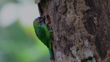 Mavi kulaklı Barbet ölü bir ağaçta delik açan bir yuva kazıyor.