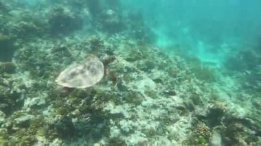 A beautiful footage of the underwater life taken while diving