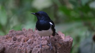 Seen from its front side looking to the left as the camera zooms out, Oriental magpie-robin Copsychus saularis