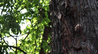 A beautiful view of a blowing tree leaves