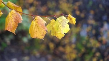 The yellow leaves fluttering from the wind