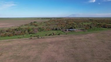 Ağıldaki sığırların havadan görünüşü. Aşılandıkları yerin yanındaki gevşek inekler. Arjantin 'de bir tarlada.