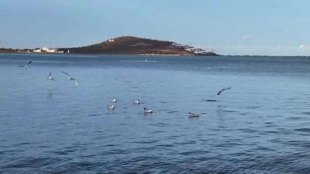 Flock Seagull Birds Flying Sea — Stockvideo