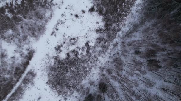 Eerie Shot Snowy Forests Bare Trees Bird Eye View — Stockvideo