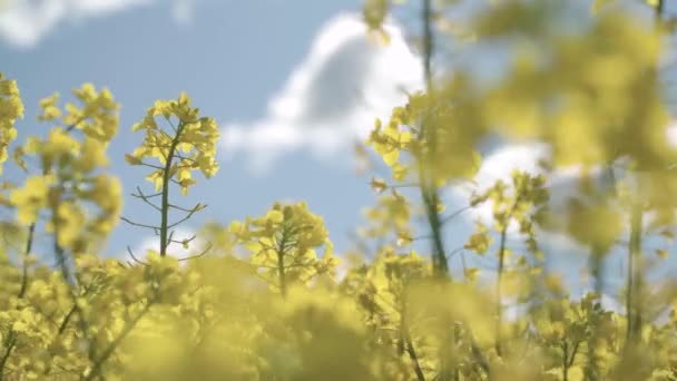 Closeup View Field Yellow Flowers — Stock Video