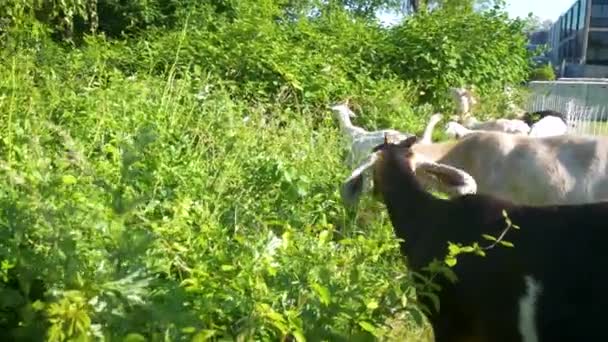 Epa Narragansett Ri的山羊吃入侵植物物种 — 图库视频影像