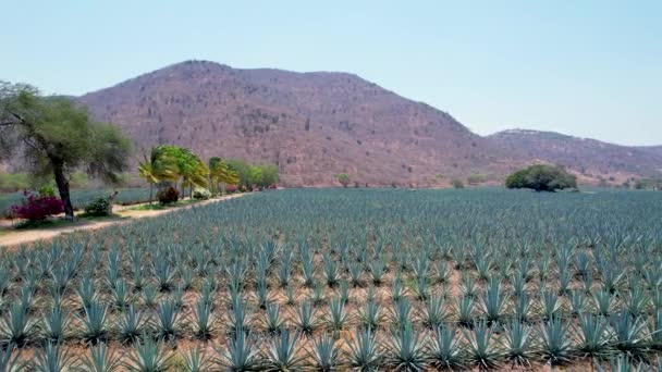 Plantação Agave Azul Campo Para Fazer Vista Aérea Tequila — Vídeo de Stock