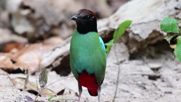 Grüne Pitta Mit Kapuze Und Roter Glocke — Stockvideo