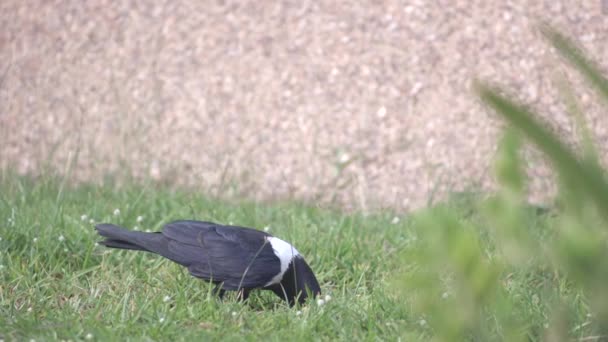 Closeup View Black Pied Crow Eating Standing Grassland — Αρχείο Βίντεο
