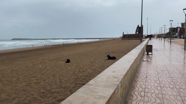 Stray Dogs Relaxes Beach — Vídeo de Stock